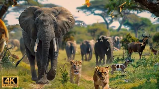4K African Wildlife: The World's Greatest Migration from Tanzania to Kenya With Real Sounds #64