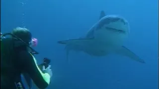 Great White Shark Testing - Shark Shield Technology
