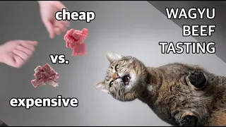 Cat eating expensive Wagyu Beef ASMR