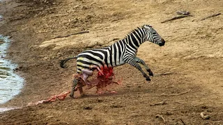 Crocodile Vs Zebra | Zebra Guts Fall out