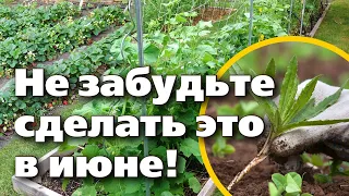 ЭТИ РАБОТЫ НУЖНО СДЕЛАТЬ В ИЮНЕ ДЛЯ БОГАТОГО УРОЖАЯ!