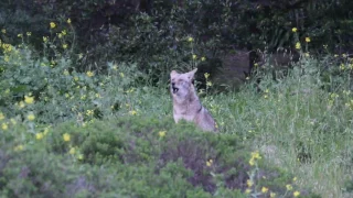 Back And Forth Social Coyote Communication