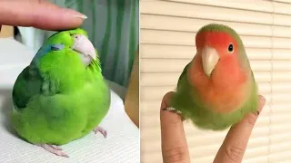 Baby Animals 🔴 Funny Parrots and Cute Birds Compilation (2022) Loros Adorables Recopilación #46