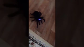 Тарантул  tarantula