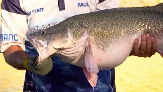 IFISH - The Secret to Murray Cod