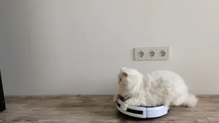 Кот на роботе пылесосе