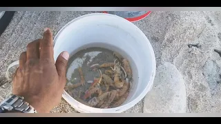 Drone fishing for steenbras in Cape Town