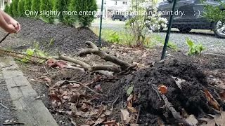 How to Remove a Tree Stump with a Chain Hoist / Come Along.