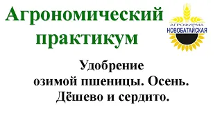 Удобрение озимой пшеницы. Осень. Дешево и сердито.