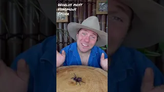 Funnelweb Spider Bite - Side Effects #shorts