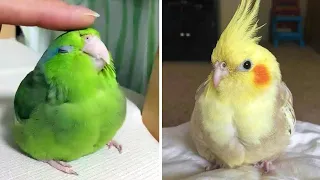Baby Animals 🔴 Funny Parrots and Cute Birds Compilation (2021) Loros Adorables Recopilación #32