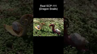 SCP-111 | Dragon-Snails (SCP Library)