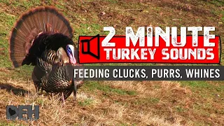 Wild Turkey Sounds: Feeding Clucks, Purrs, Whines - How to Call Turkeys by Soft Calling