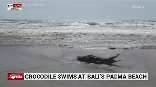 Crocodile swims at Bali's Padma beach