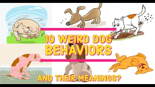 10 Weird Dog Behaviors and Their Meanings