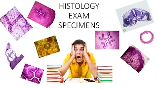 Histology. Specimens