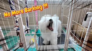 Stop Barking in the Crate (Puppy Shares Why Bark & How to Quiet Down)
