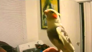 Bird singing Mozart