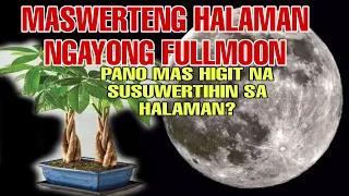 MASWERTENG HALAMAN NGAYONG FULLMOON PANO MAS HIGIT NA SUSUWERTIHIN SA HALAMAN-APPLE PAGUIO7
