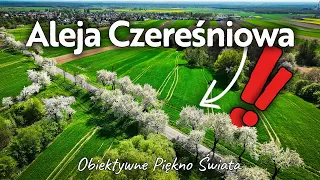 Piękna Polska! 🇵🇱 Aleja Czereśniowa 📸