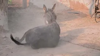 Donkey in happy mood || Animal blogs || Animal videos || Animal_Life