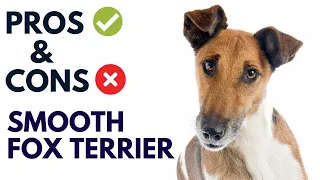 Smooth Fox Terrier Dog Pros and Cons | Smooth Fox Terrier Advantages and Disadvantages