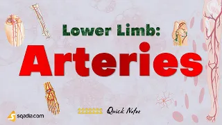 Lower Limb: Arteries Anatomy | Iliac Artery, Superior and Inferior Gluteal Artery