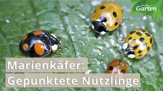 Marienkäfer im Garten: Bunte Punktevielfalt gegen Blattläuse | MDR