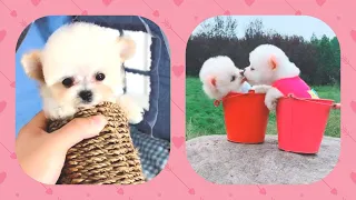 Funny and Cute Baby Animals Pets Videos Compilation 2019 -  #7 cutest mini Pomeranian puppies
