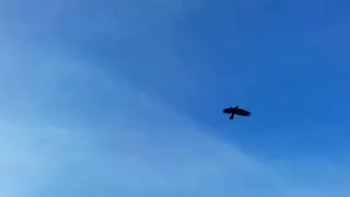 Flying Crow From Bottom View | Bird Fly Cycle | Silhouette