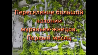 Переселение большой колонии муравьев-жнецов. Первый месяц