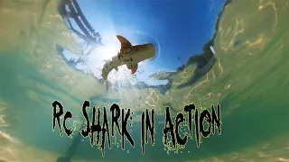 RC Baby Shark in Action & Unboxing - JY10 Gold Shark Boat Robot