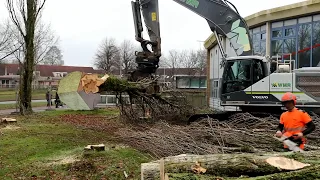 Bomen kappen bij de oude De Dissel