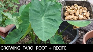 See us growing these 3 Taro Varieties + Recipe