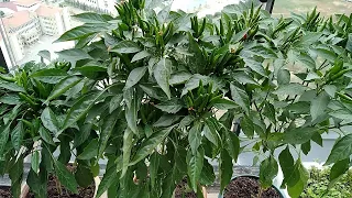 How to Grow Peppers in Pots? How to Plant a Pepper Seedling and Which Fertilizers to Give?