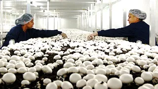 Inside Mushroom Farm! Mushroom Growing picking Packaging and Distribution Production Line