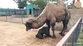 Рождение верблюжонка. Тайган | Camel Giving Birth. Taigan