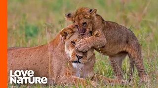 Lost Lion Cub "Spotty" Finally Reunites with Mom | Part 3 | Love Nature