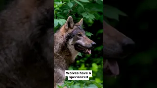 21 facts about wolves