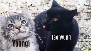 BTS As Cats