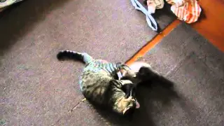 Хорёк играет с  Котом