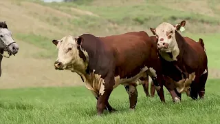 Associação Brasileira de Hereford e Braford - Parceiros Balcão do Boi