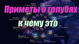 Приметы о голубях к чему это 🕊️🕊️🕊️