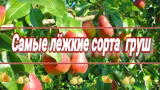 Топ-5. Лёжкие сорта груш