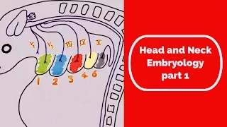 Head and Neck Embryology part one