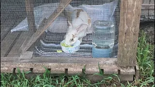 Summer Rabbit Care Routine: Morning to Evening