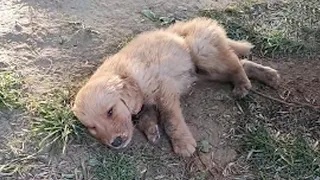 Injured in the leg, the exhausted puppy lay motionless in the middle of the park, crying for help