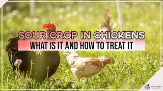 Sour Crop in Chickens What is it And How to Treat it