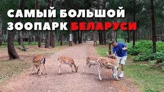 Невероятный парк в Беларуси/Европе с животными / ДИПРИЗ БАРАНОВИЧИ