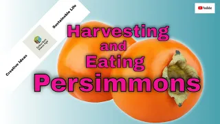 When to Harvest Persimmons and How to Eat Them